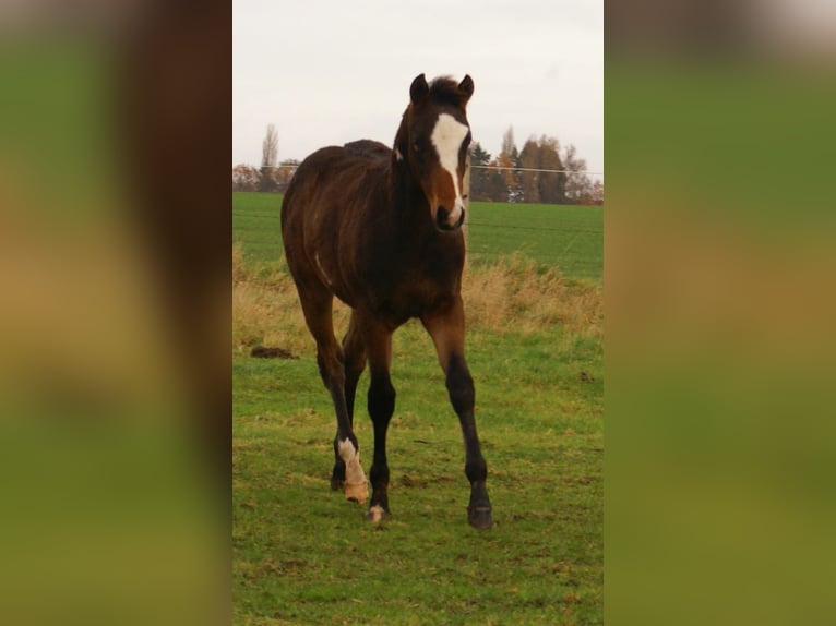 Quarter Pony Hengst Veulen (06/2025) 148 cm Overo-alle-kleuren in Velpke