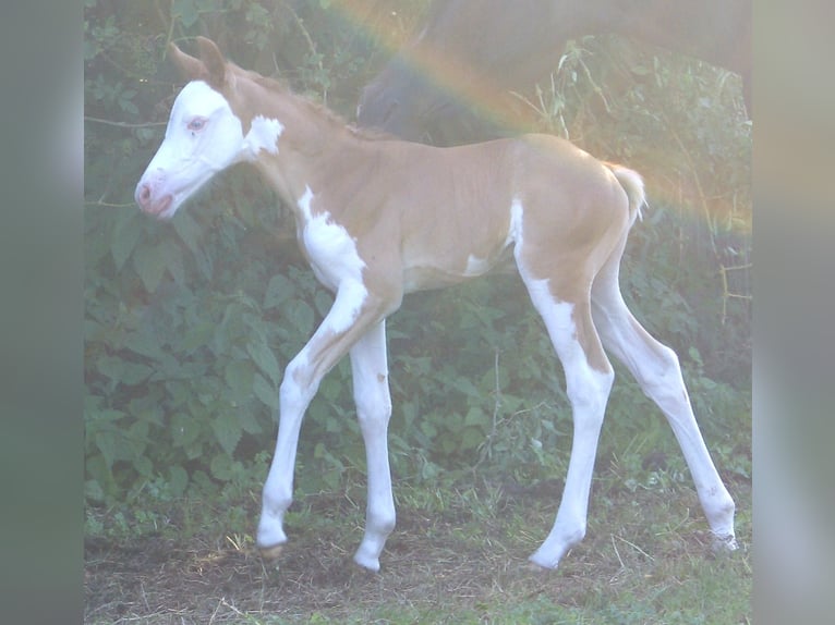Quarter Pony Hengst Veulen (07/2026) 148 cm Overo-alle-kleuren in Velpke