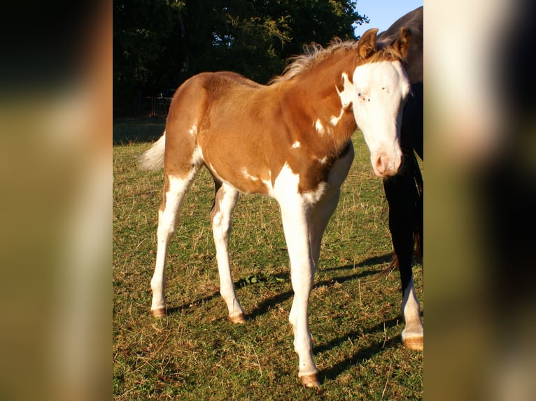 Quarter Pony Hengst Veulen (07/2026) 148 cm Overo-alle-kleuren in Velpke