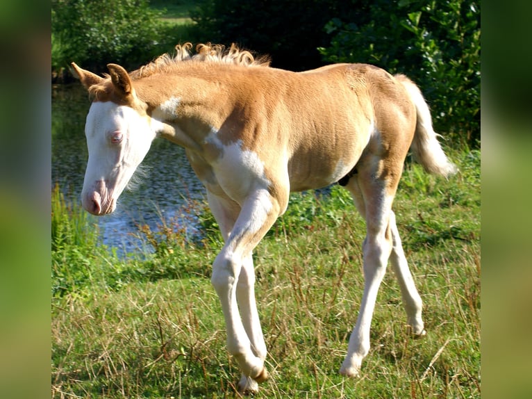 Quarter Pony Hengst Veulen (07/2026) 148 cm Overo-alle-kleuren in Velpke