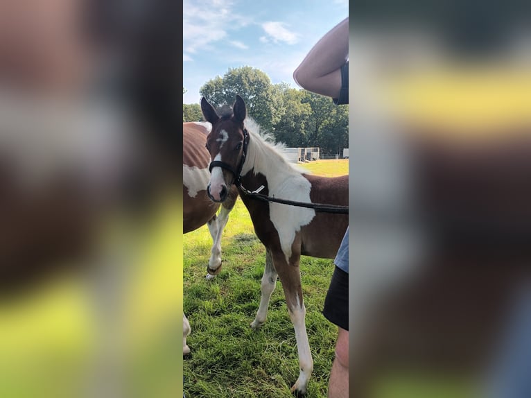 Quarter Pony Hengst veulen (06/2024) 150 cm Gevlekt-paard in Aurich