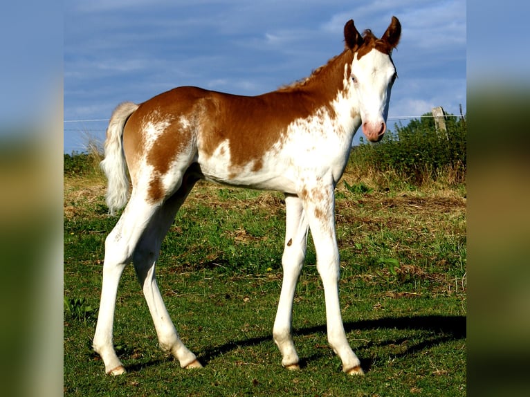 Quarter Pony Hengst Veulen (08/2025) 150 cm Overo-alle-kleuren in Velpke