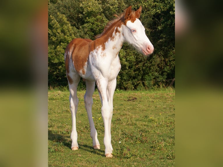 Quarter Pony Hengst Veulen (08/2025) 150 cm Overo-alle-kleuren in Velpke