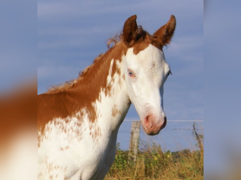 Quarter Pony Hengst Veulen (08/2025) 150 cm Overo-alle-kleuren in Velpke