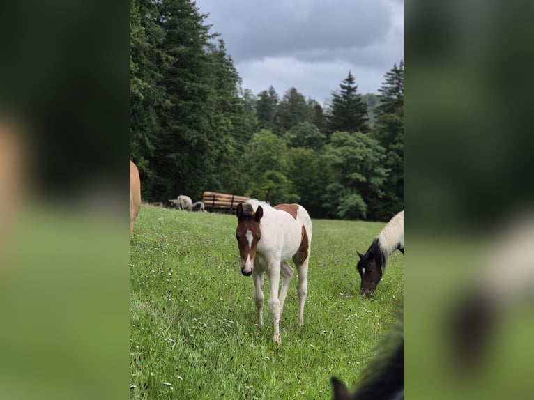 Quarter Pony Hengst Veulen (06/2025) 150 cm Tovereo-alle-kleuren in Fichtenberg