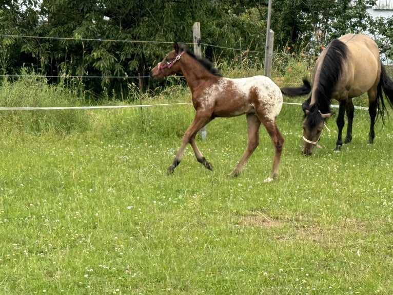 Quarter Pony Hengst veulen (05/2024) Bruin in Lichtenau