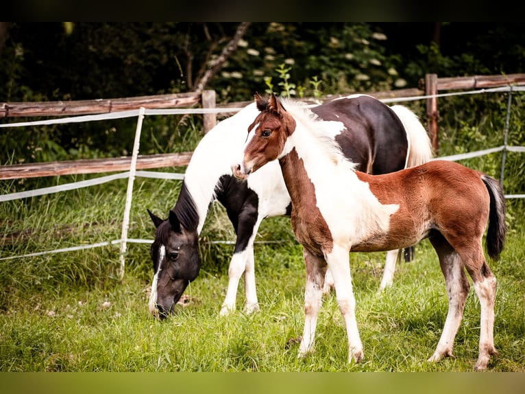 Quarter Pony Hengst veulen (03/2024) Gevlekt-paard in Lohra