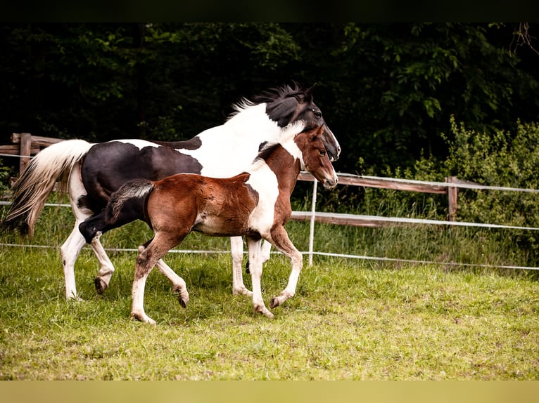 Quarter Pony Hengst veulen (03/2024) Gevlekt-paard in Lohra