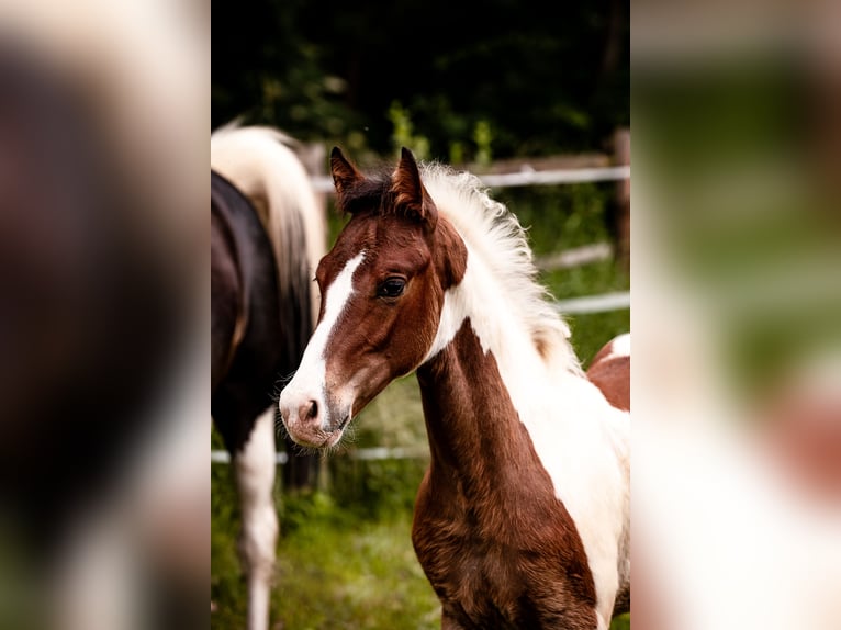 Quarter Pony Hengst veulen (03/2024) Gevlekt-paard in Lohra