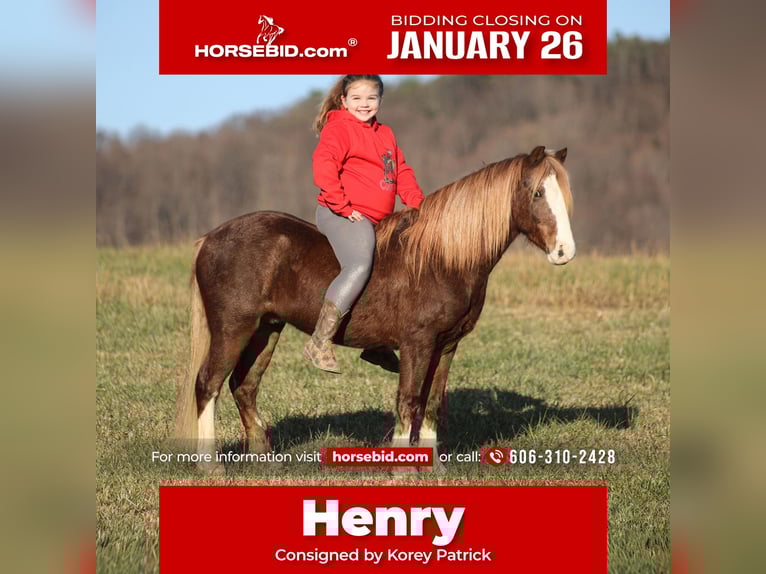 Quarter pony Hongre 10 Ans 122 cm Rouan Rouge in Brodhead