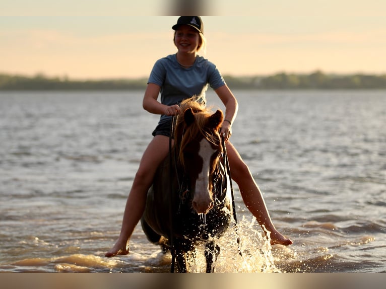 Quarter pony Hongre 10 Ans 132 cm Alezan cuivré in Decatur, TX