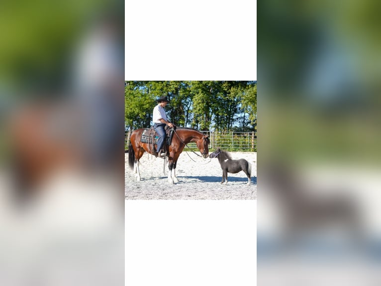 Quarter pony Hongre 10 Ans 137 cm Bai cerise in Independence