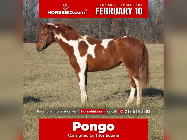 Quarter pony Hongre 10 Ans 142 cm Tobiano-toutes couleurs in Brownstown, IL