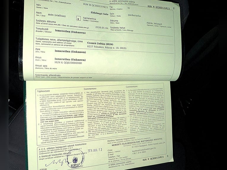 Quarter pony Croisé Hongre 10 Ans 152 cm Alezan in Maria Ponsee