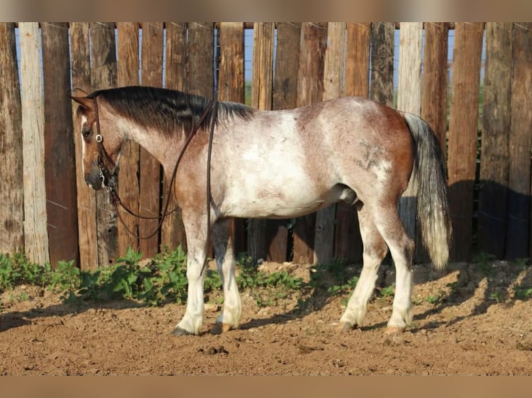 Quarter pony Hongre 10 Ans Rouan Rouge in Joshua, TX