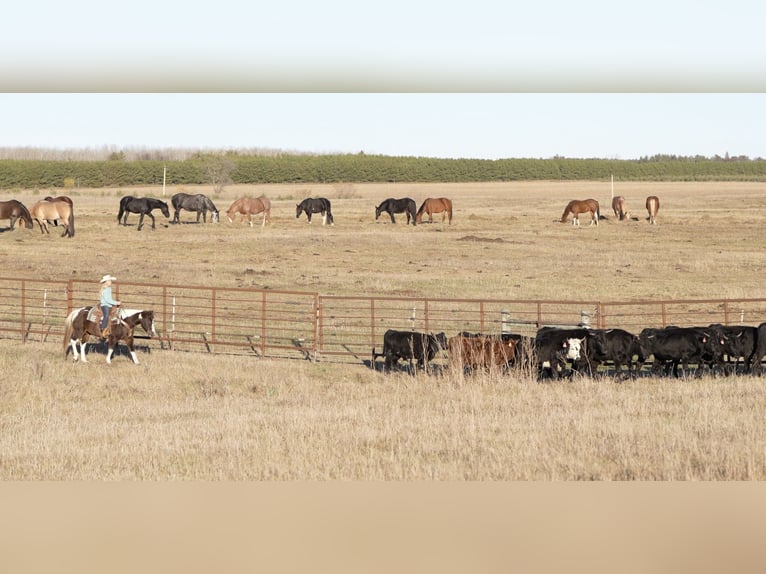 Quarter pony Hongre 11 Ans 122 cm in Nevis, MN