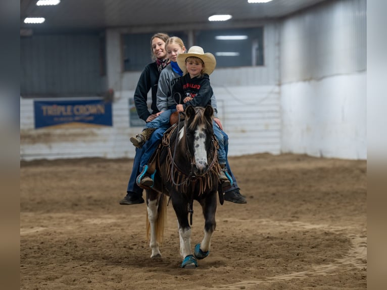 Quarter pony Hongre 11 Ans 122 cm in Nevis, MN