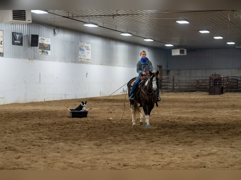 Quarter pony Hongre 11 Ans 122 cm in Nevis, MN