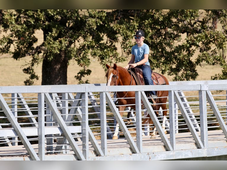 Quarter pony Hongre 11 Ans 132 cm Alezan cuivré in Decatur, TX