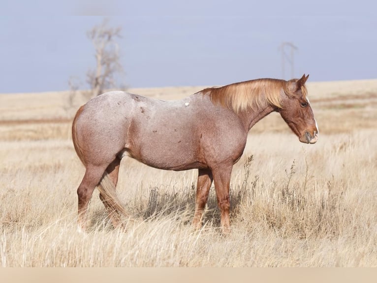 Quarter pony Hongre 11 Ans 132 cm Rouan Rouge in Canyon, TX