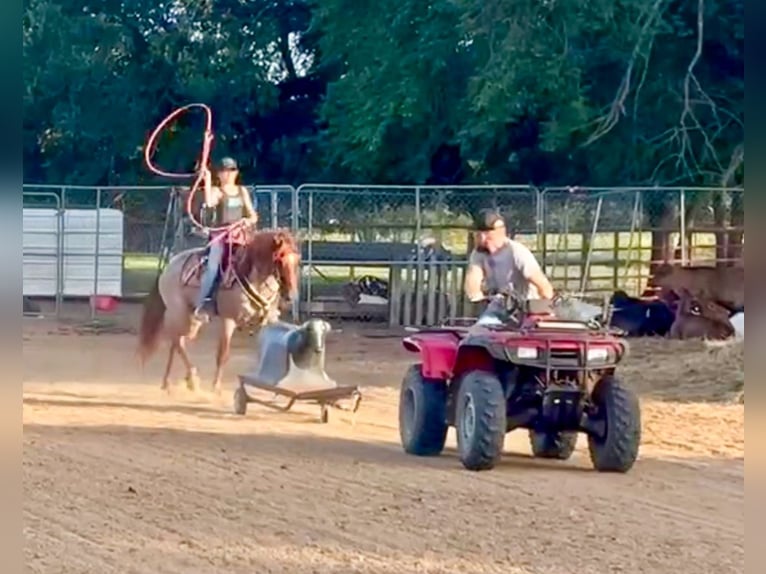Quarter pony Hongre 11 Ans 135 cm Rouan Rouge in Weatherford