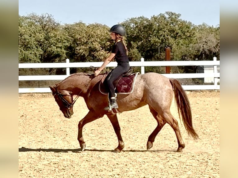 Quarter pony Hongre 11 Ans 135 cm Rouan Rouge in Weatherford