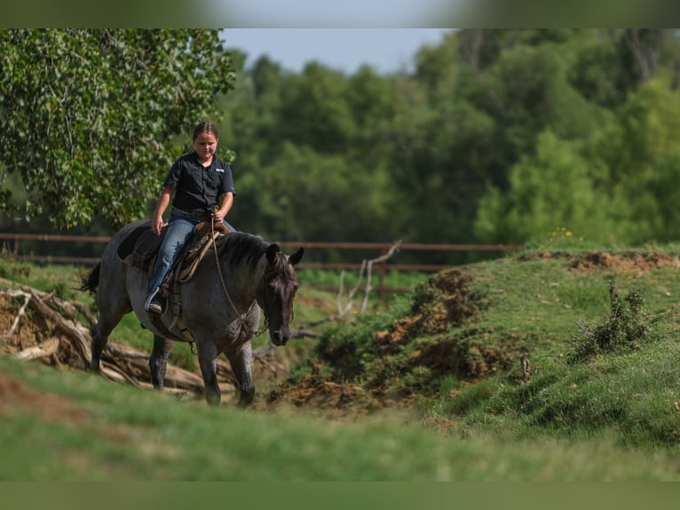 Quarter pony Hongre 11 Ans 142 cm Rouan Bleu in Joshua