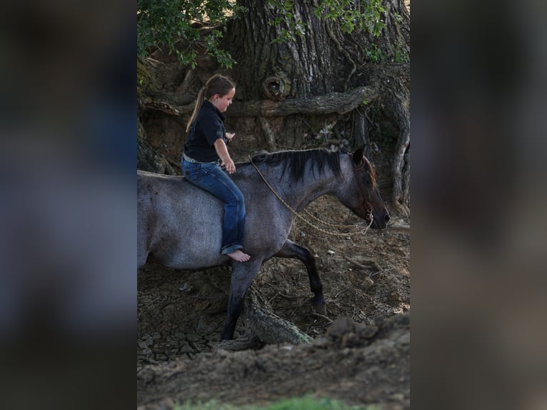 Quarter pony Hongre 11 Ans 142 cm Rouan Bleu in Joshua