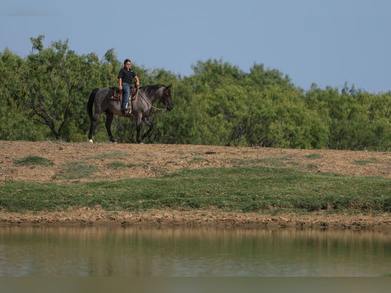 Quarter pony Hongre 11 Ans 142 cm Rouan Bleu in Joshua