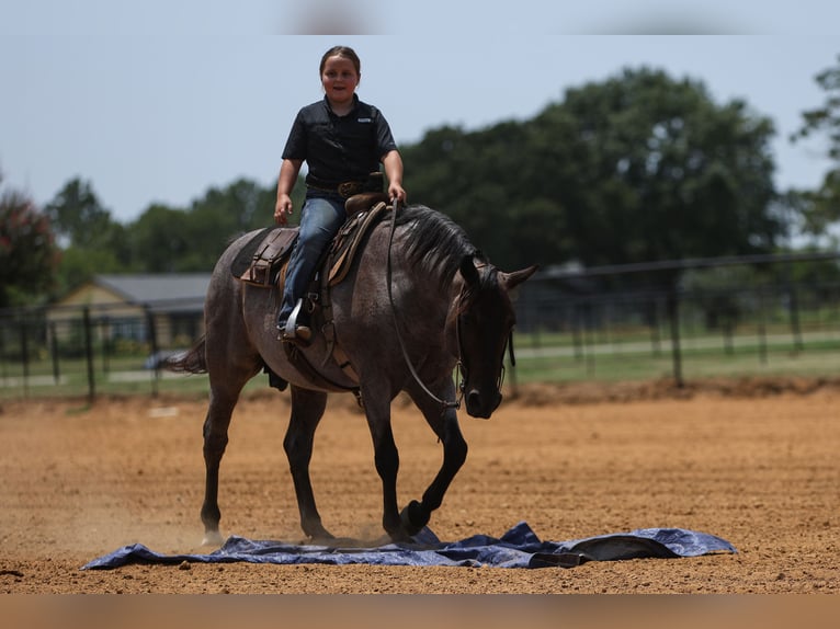 Quarter pony Hongre 11 Ans 142 cm Rouan Bleu in Joshua