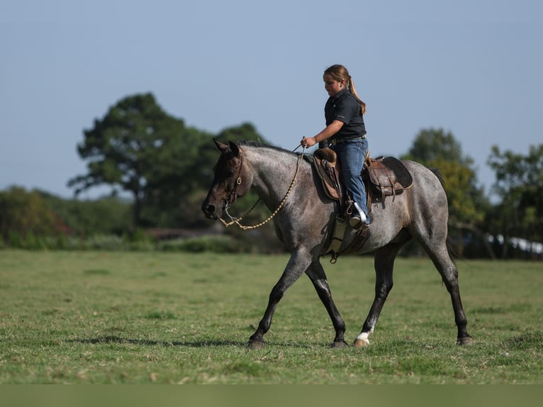 Quarter pony Hongre 11 Ans 142 cm Rouan Bleu in Joshua