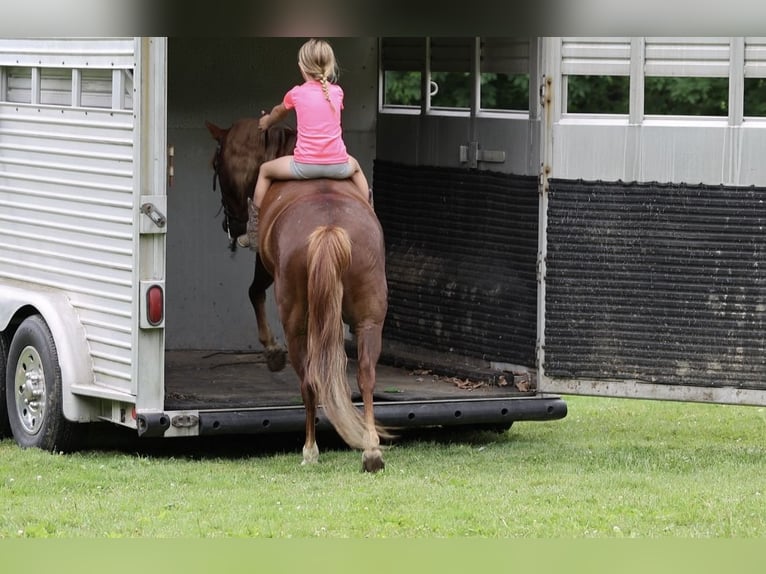 Quarter pony Hongre 11 Ans Alezan brûlé in North Bloomfield
