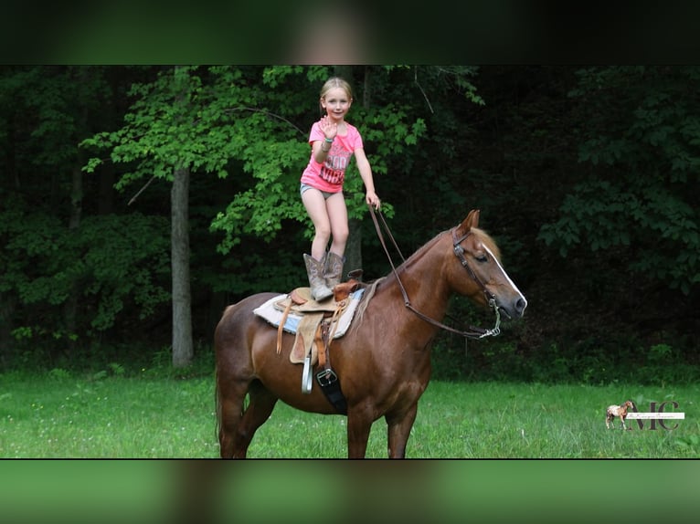 Quarter pony Hongre 11 Ans Alezan brûlé in North Bloomfield
