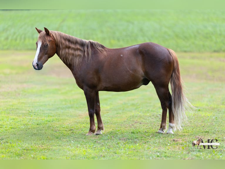Quarter pony Hongre 11 Ans Alezan brûlé in North Bloomfield