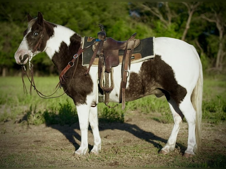 Quarter pony Hongre 12 Ans 132 cm Pinto in Weatherford