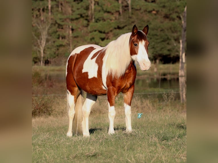 Quarter pony Hongre 12 Ans 132 cm in Carthage, TX