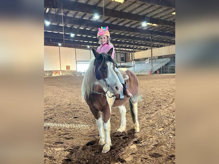 Quarter pony Hongre 12 Ans 132 cm in Carthage, TX