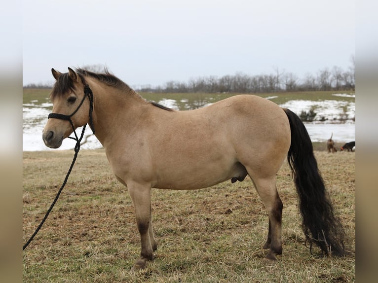 Quarter pony Hongre 12 Ans 135 cm Buckskin in Wallingford
