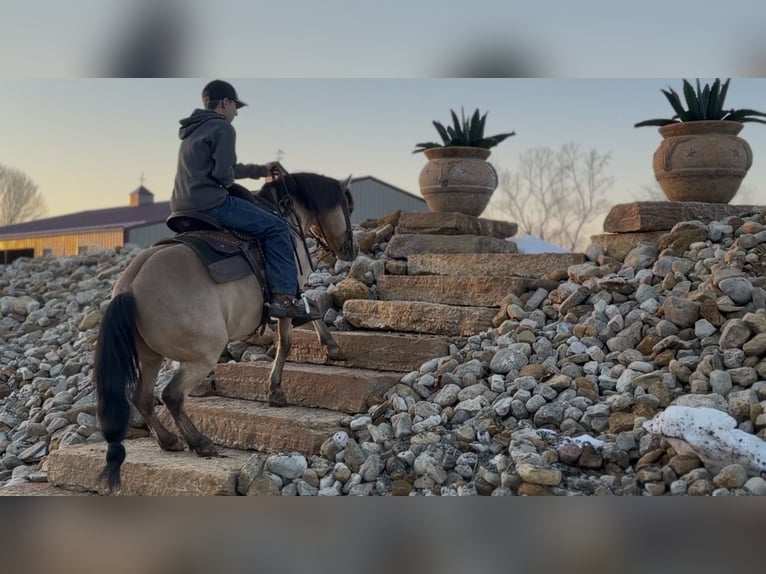 Quarter pony Hongre 12 Ans 135 cm Buckskin in Wallingford