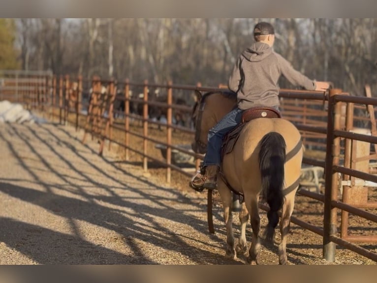Quarter pony Hongre 12 Ans 135 cm Buckskin in Wallingford