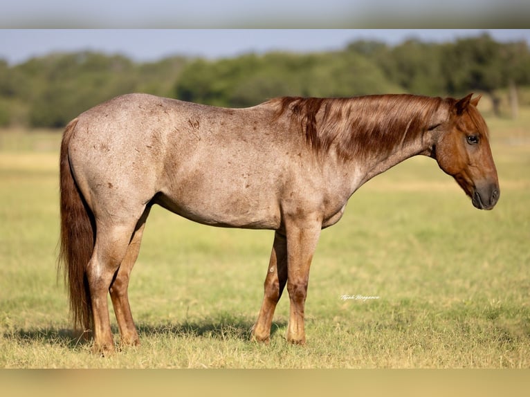 Quarter pony Hongre 12 Ans 135 cm Rouan Rouge in Weatherford