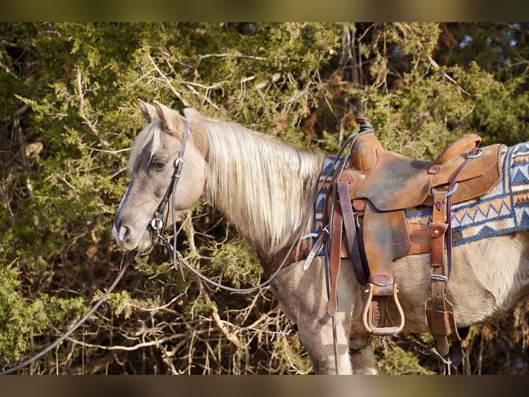Quarter pony Hongre 12 Ans 137 cm Grullo in Valley Springs