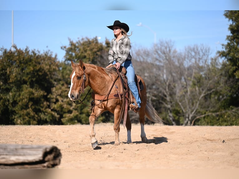 Quarter pony Hongre 12 Ans 142 cm Isabelle in Waco