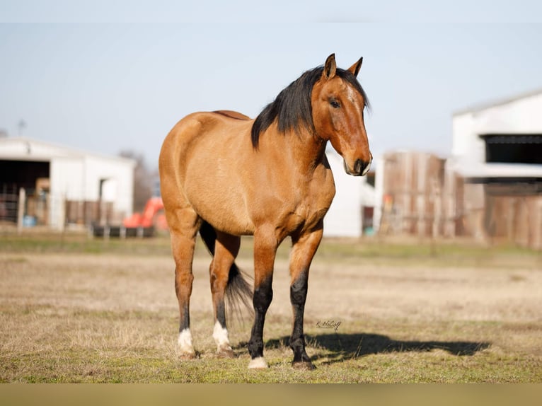 Quarter pony Hongre 12 Ans 145 cm Isabelle in Ravenna, TX