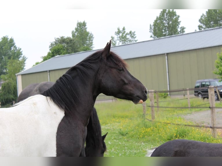 Quarter pony Croisé Hongre 12 Ans 145 cm Pinto in Oijen