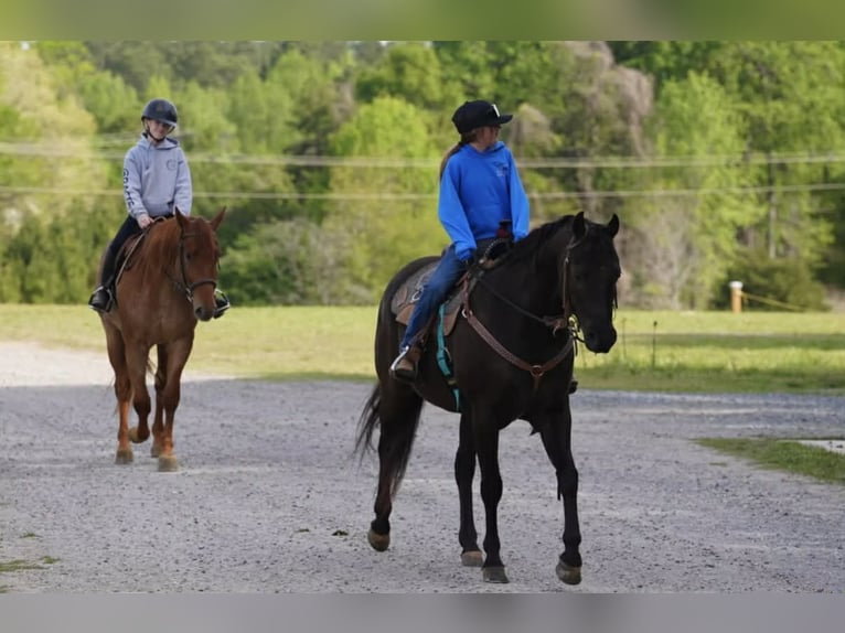 Quarter pony Hongre 12 Ans Bai cerise in Clover
