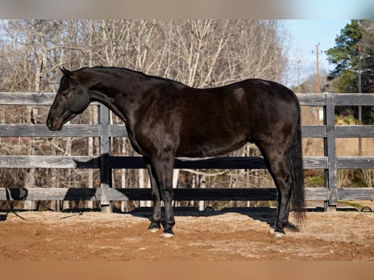 Quarter pony Hongre 12 Ans Bai cerise in Clover