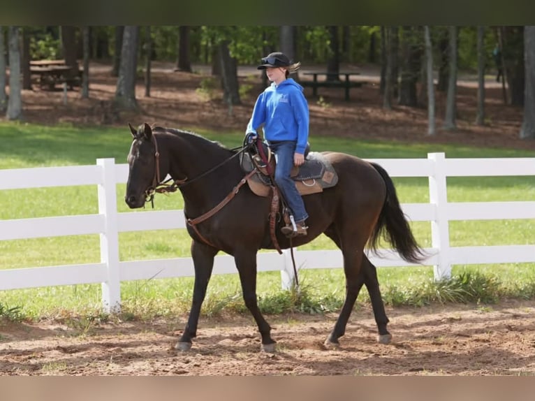 Quarter pony Hongre 12 Ans Bai cerise in Clover