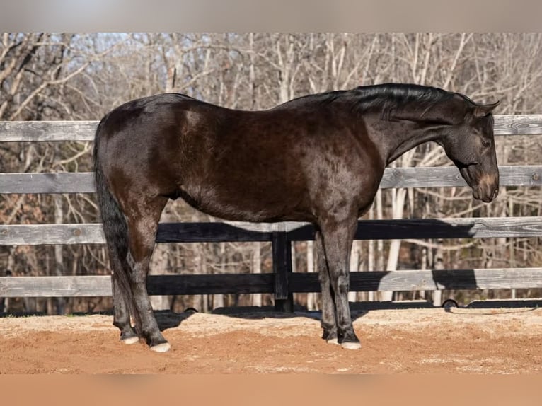 Quarter pony Hongre 12 Ans Bai cerise in Clover