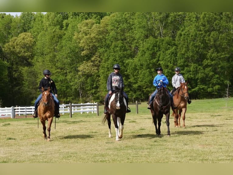 Quarter pony Hongre 12 Ans Bai cerise in Clover